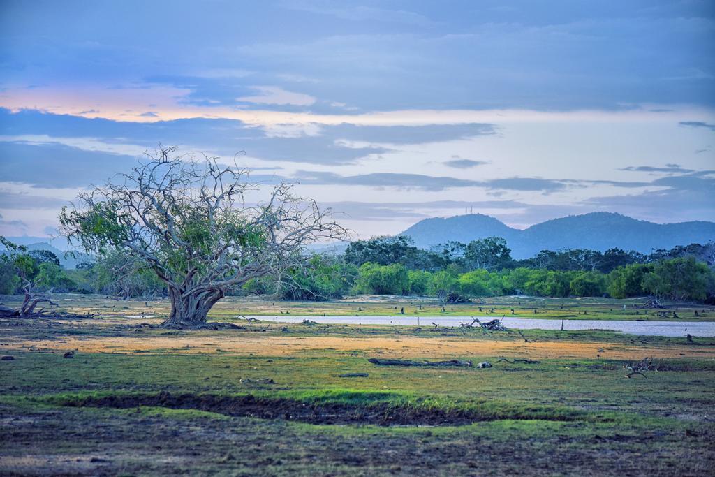 Wilderness Camping Hotell Yala Exteriör bild